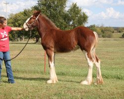 Pferd Chadeau Mountain R.P.S. Paris (Clydesdale, 2018, von Robyncroft Perfect Son)