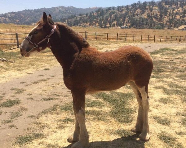 horse Brooklyn's RPS Rita Hayworth (Clydesdale, 2016, from Robyncroft Perfect Son)