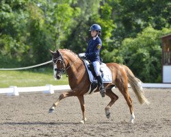 dressage horse Marienhof's Twilight (German Riding Pony, 2010, from Top Champy)