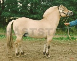 stallion Graan S.100 (Fjord Horse, 1976, from Baal 38 SWE)