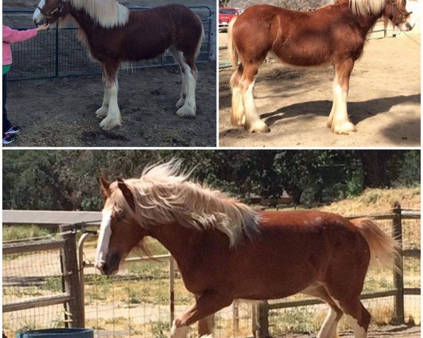 horse Brooklyn's RPS Reba Mcentire (Clydesdale, 2015, from Robyncroft Perfect Son)