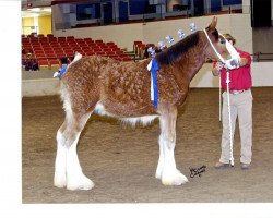 Pferd Brooklyn's Andrew Carnegie (Clydesdale, 2011, von Robyncroft Perfect Son)