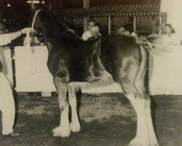 Zuchtstute Glencameron Ivy (Clydesdale, 1993, von Northwest Aristocrats Mac)