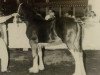 Zuchtstute Glencameron Ivy (Clydesdale, 1993, von Northwest Aristocrats Mac)