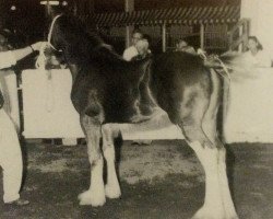 Zuchtstute Glencameron Ivy (Clydesdale, 1993, von Northwest Aristocrats Mac)