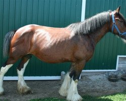 broodmare Plunton Saorla Iseabail (Clydesdale, 2005, from Thistle Ridge Argyll Enhancer)