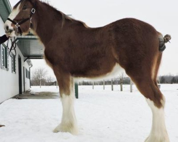 Pferd Brelee Pandora (Clydesdale, 2019, von Ozark's Royal Distorted Motion)