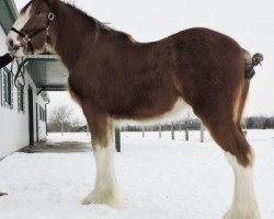 horse Brelee Pandora (Clydesdale, 2019, from Ozark's Royal Distorted Motion)