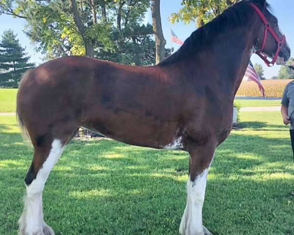 horse Belleau W.S. Kesha (Clydesdale, 2015, from Gregglea Azar's Prospect)