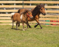 broodmare Sjana (Shetland pony (under 87 cm), 2002, from Nearco)