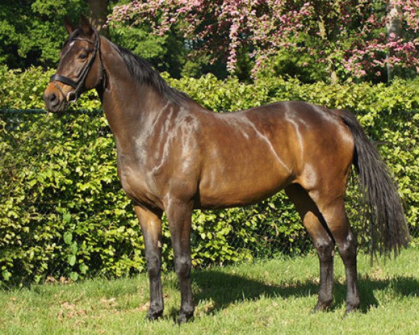 broodmare Zveva Lonka (KWPN (Royal Dutch Sporthorse), 2004, from Goodtimes)