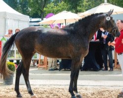 broodmare Die oder Keine F (Westphalian, 2013, from Don Juan de Hus)