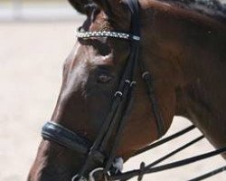 dressage horse Vrbgroup's Caron (KWPN (Royal Dutch Sporthorse), 2007, from Florencio I)