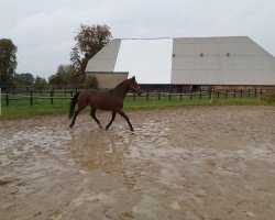 horse La Fayette (Oldenburger, 2003, from Sandro Song)