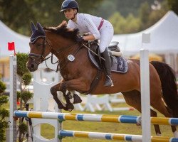 jumper Maya 379 (German Riding Pony, 2014, from Marco)