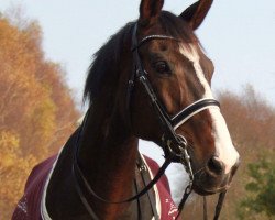 broodmare La Rochelle (Trakehner, 2006, from Zigeunerheld xx)