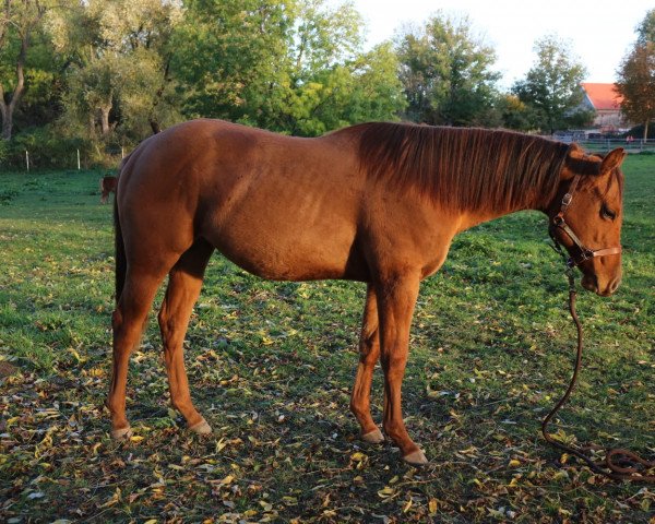 Pferd Beautys Skippy Girl (Quarter Horse, 2018)