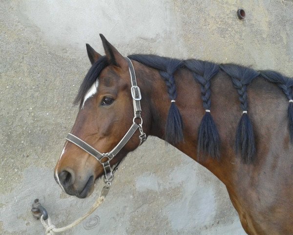Pferd Baio (Holsteiner, 2009)