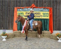 stallion Topsail Peppy Cody (Quarter Horse, 2004, from ARC King Cody)