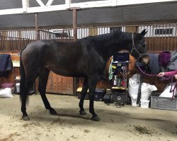 broodmare Vorsinka (Russian Trakehner, 2015, from Weresk)