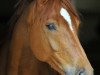 dressage horse Dexter (Hanoverian, 2013, from Desperados FRH)