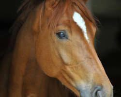 dressage horse Dexter (Hanoverian, 2013, from Desperados FRH)