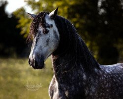 dressage horse Sereno LII (Pura Raza Espanola (PRE), 2012, from Sensual II)