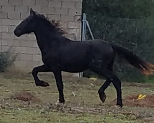 Pferd ARAGON DE FINCA BARROCO (KWPN (Niederländisches Warmblut), 2018)