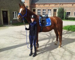 dressage horse Santiago Phönix (Oldenburg, 2009, from Swarovski)