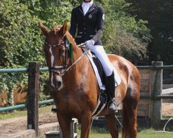 dressage horse Wiwaro di cento (Hanoverian, 2001, from Waterford)