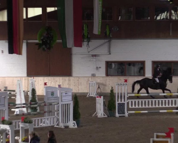 Reitturnier Hövelhof 2015