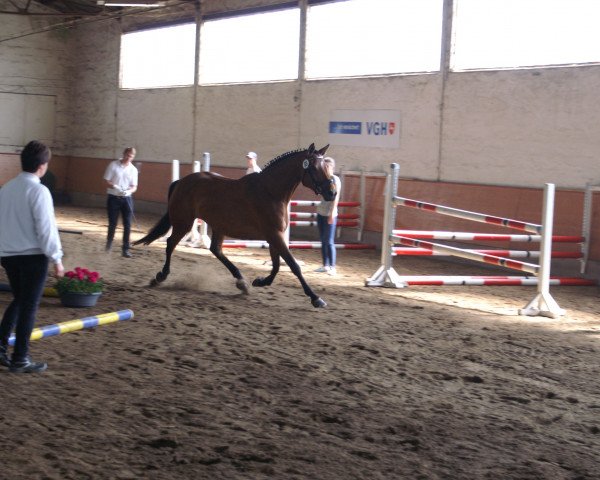 Zuchtstute Hanami (Trakehner, 2009, von Münchhausen)