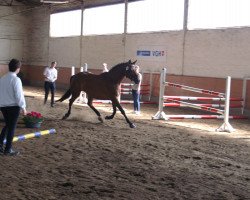 broodmare Hanami (Trakehner, 2009, from Münchhausen)