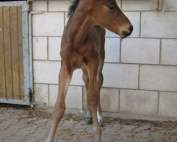 dressage horse Lavatos (Württemberger, 2011, from Lavaletto)