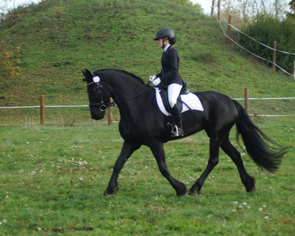 dressage horse Detsje W. (Friese, 2009, from Eibert 419)