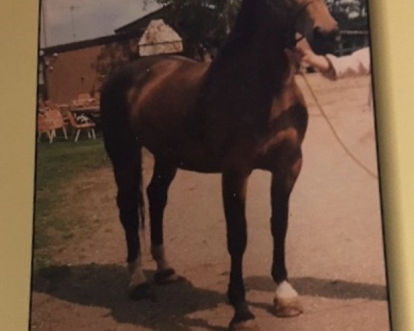 Zuchtstute Ovonda (Niederländisches Warmblut,  , von Fortuin)