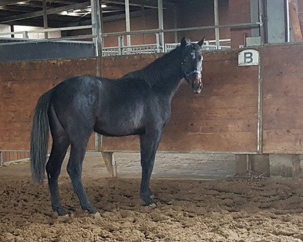 stallion Commero (Oldenburg show jumper, 2018, from Comme il Faut)