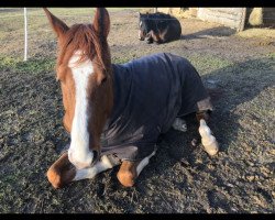 jumper I Star (KWPN (Royal Dutch Sporthorse), 2013, from Big Star)