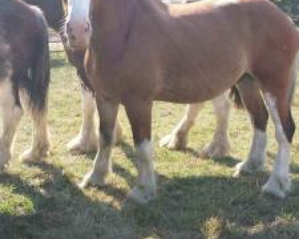 Pferd Dakota Chance (Clydesdale, 2005, von Tallpine Tweedsdale Zuez)