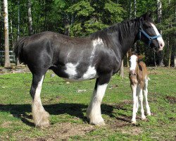 Zuchtstute D-Jay's Capatina (Clydesdale, 1998, von Grandview Sir El Capitan)