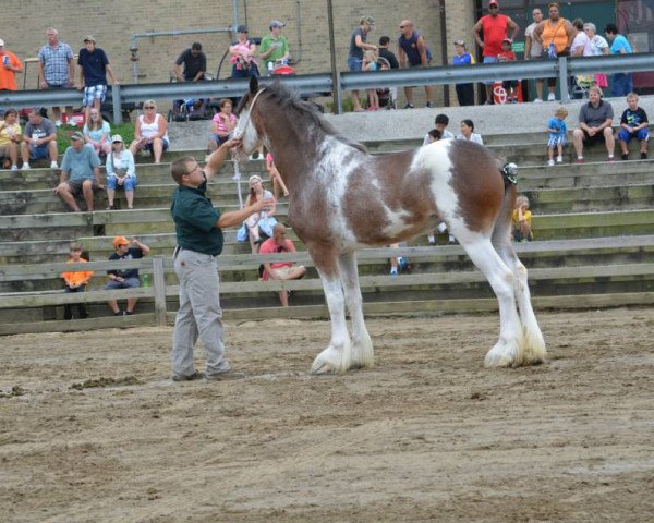 horse Cypress Creek Prince's Fanci Pants (Clydesdale, 2011, from 2S Maxton Prince Charles)