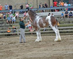 Pferd Cypress Creek Prince's Fanci Pants (Clydesdale, 2011, von 2S Maxton Prince Charles)