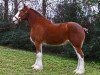 Zuchtstute Maplewood Kit's Katie (Clydesdale, 2005, von Cristal's Moses)