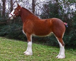 broodmare Maplewood Kit's Katie (Clydesdale, 2005, from Cristal's Moses)