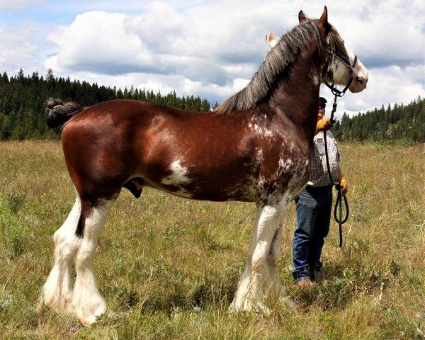 Deckhengst Cypress Creek Prince's Kodak Moment (Clydesdale, 2009, von 2S Maxton Prince Charles)