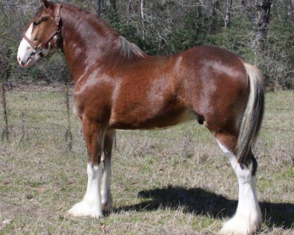 horse Cypress Creek Prince's Kid Carson (Clydesdale, 2011, from 2S Maxton Prince Charles)