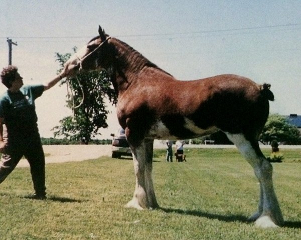 Zuchtstute Hawkhill Rosie (Clydesdale, 1995, von Brockloch Designer)