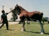 Zuchtstute Hawkhill Rosie (Clydesdale, 1995, von Brockloch Designer)