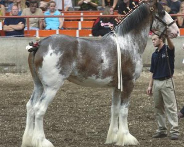 Zuchtstute Cypress Creek Princess Juliet (Clydesdale, 2008, von 2S Maxton Prince Charles)