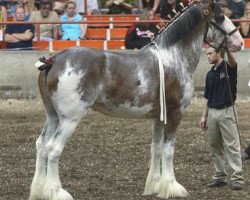 broodmare Cypress Creek Princess Juliet (Clydesdale, 2008, from 2S Maxton Prince Charles)